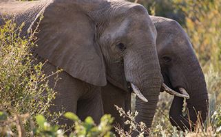 Two elephants stand closely together, partially obscured by foliage. The elephants have large ears and visible tusks, and they appear to be walking through a lush, green area with various plants and trees in the background.