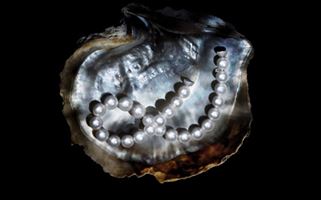 A shimmering open oyster shell sits against a black background, displaying a delicate string of pearls nestled inside. The pearly interior of the shell adds a lustrous backdrop to the elegant pearls, highlighting their natural beauty.