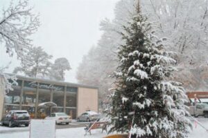 A large evergreen tree covered in snow stands in front of a building with glass windows. The building has a sign that reads "Bromberg." Cars are parked near the entrance, and the surrounding trees are also dusted with snow, creating a wintry scene.